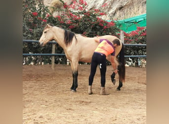 Andaluces, Caballo castrado, 3 años, 160 cm, Bayo