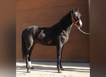 Andaluces, Caballo castrado, 3 años, 160 cm, Negro
