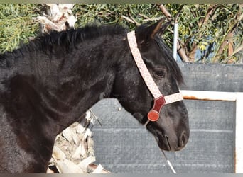 Andaluces, Caballo castrado, 3 años, 161 cm, Negro