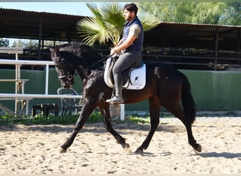 Andaluces, Caballo castrado, 3 años, 161 cm, Negro