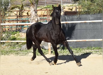 Andaluces, Caballo castrado, 3 años, 161 cm, Negro