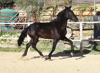 Andaluces, Caballo castrado, 3 años, 161 cm, Negro