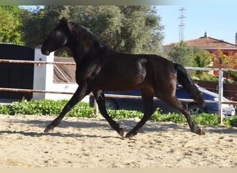 Andaluces, Caballo castrado, 3 años, 161 cm, Negro