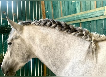 Andaluces Mestizo, Caballo castrado, 3 años, 161 cm, Pío