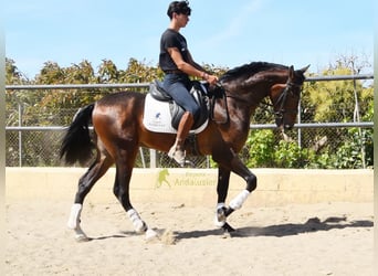 Andaluces, Caballo castrado, 3 años, 164 cm, Castaño
