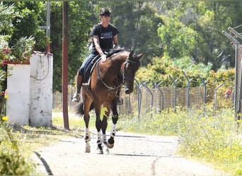 Andaluces, Caballo castrado, 3 años, 164 cm, Castaño