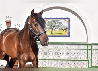 Andaluces, Caballo castrado, 3 años, 165 cm, Castaño