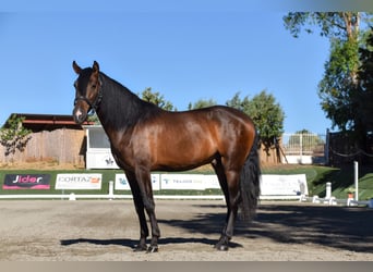 Andaluces, Caballo castrado, 3 años, 165 cm, Castaño