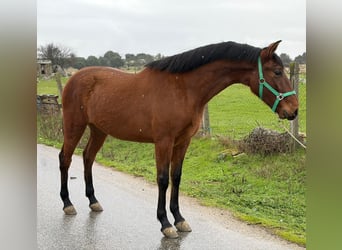 Andaluces, Caballo castrado, 3 años, 165 cm, Castaño claro