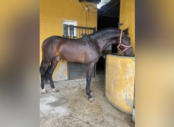 Andaluces, Caballo castrado, 3 años, 166 cm, Castaño