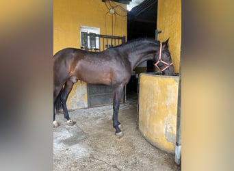 Andaluces, Caballo castrado, 3 años, 166 cm, Castaño