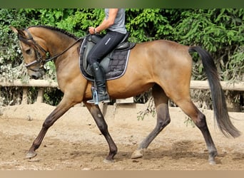 Andaluces, Caballo castrado, 3 años, 168 cm, Bayo