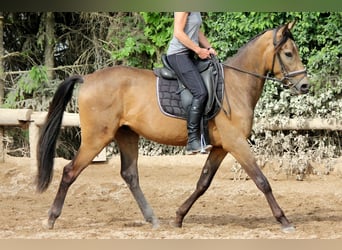 Andaluces, Caballo castrado, 3 años, 168 cm, Bayo