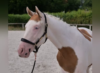 Andaluces Mestizo, Caballo castrado, 4 años, 148 cm, Pío