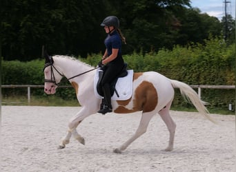 Andaluces Mestizo, Caballo castrado, 4 años, 148 cm, Pío