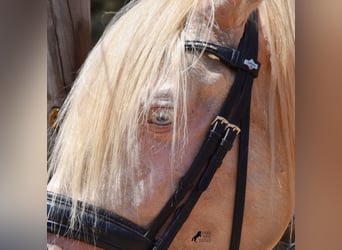 Andaluces, Caballo castrado, 4 años, 149 cm, Cremello