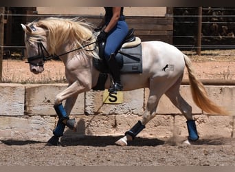 Andaluces, Caballo castrado, 4 años, 149 cm, Cremello