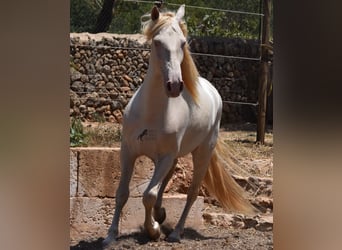 Andaluces, Caballo castrado, 4 años, 149 cm, Cremello