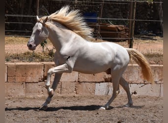 Andaluces, Caballo castrado, 4 años, 149 cm, Cremello