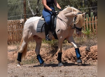 Andaluces, Caballo castrado, 4 años, 149 cm, Cremello