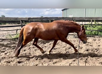 Andaluces, Caballo castrado, 4 años, 150 cm, Alazán