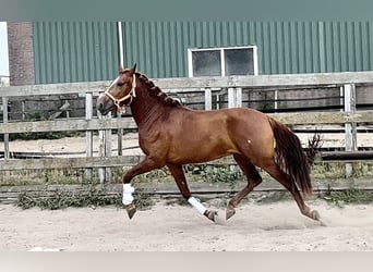 Andaluces, Caballo castrado, 4 años, 150 cm, Alazán