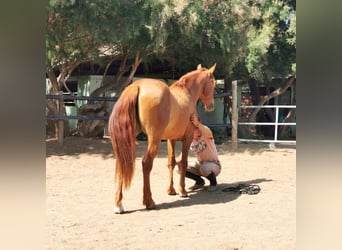 Andaluces, Caballo castrado, 4 años, 150 cm, Alazán