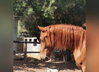 Andaluces, Caballo castrado, 4 años, 150 cm, Alazán