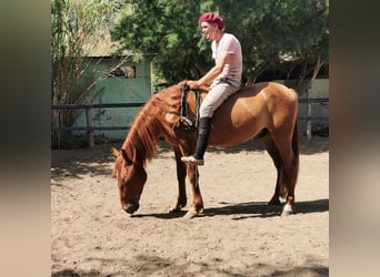 Andaluces, Caballo castrado, 4 años, 150 cm, Alazán