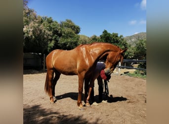 Andaluces, Caballo castrado, 4 años, 150 cm, Alazán