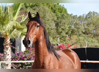 Andaluces, Caballo castrado, 4 años, 150 cm, Castaño