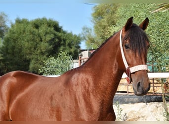 Andaluces, Caballo castrado, 4 años, 150 cm, Castaño