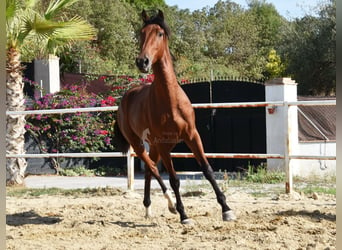 Andaluces, Caballo castrado, 4 años, 150 cm, Castaño