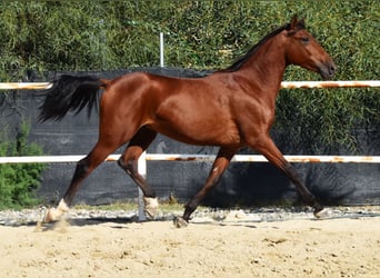 Andaluces, Caballo castrado, 4 años, 150 cm, Castaño