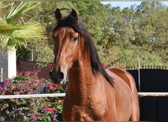 Andaluces, Caballo castrado, 4 años, 150 cm, Castaño