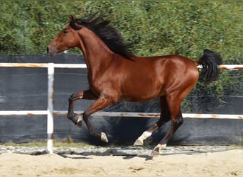 Andaluces, Caballo castrado, 4 años, 150 cm, Castaño