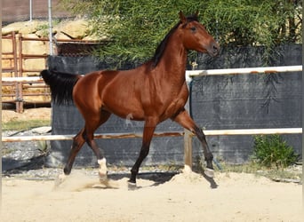 Andaluces, Caballo castrado, 4 años, 150 cm, Castaño