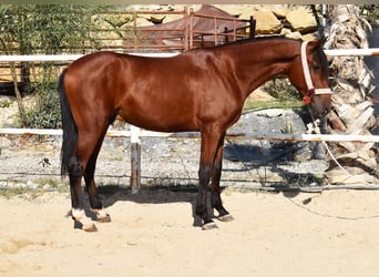 Andaluces, Caballo castrado, 4 años, 150 cm, Castaño