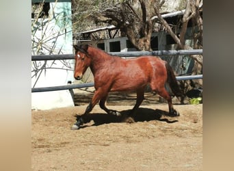 Andaluces, Caballo castrado, 4 años, 150 cm, Castaño