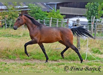 Andaluces, Caballo castrado, 4 años, 150 cm, Castaño