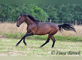 Andaluces, Caballo castrado, 4 años, 150 cm, Castaño