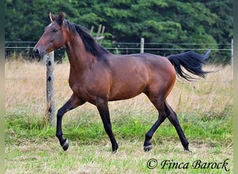 Andaluces, Caballo castrado, 4 años, 150 cm, Castaño