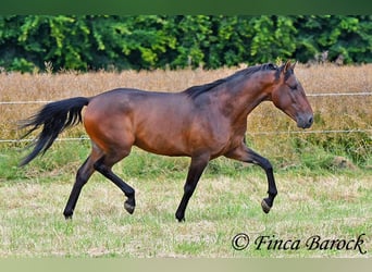 Andaluces, Caballo castrado, 4 años, 150 cm, Castaño