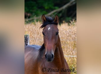 Andaluces, Caballo castrado, 4 años, 150 cm, Castaño