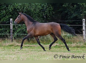 Andaluces, Caballo castrado, 4 años, 150 cm, Castaño