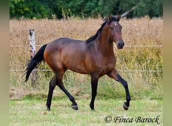 Andaluces, Caballo castrado, 4 años, 150 cm, Castaño