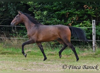 Andaluces, Caballo castrado, 4 años, 150 cm, Castaño