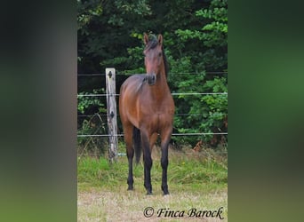 Andaluces, Caballo castrado, 4 años, 150 cm, Castaño