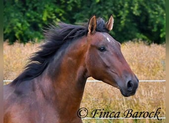 Andaluces, Caballo castrado, 4 años, 150 cm, Castaño