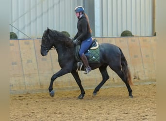 Andaluces, Caballo castrado, 4 años, 150 cm, Tordillo negro